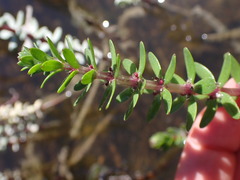 Hippuris tetraphylla