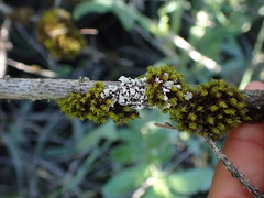 Menegazzia
