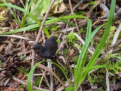 Helvella atra