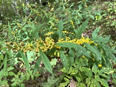 Solidago curtisii