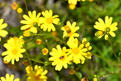 Senecio pinnatifolius