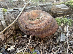 Ganoderma zonatum
