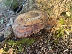 Ganoderma zonatum