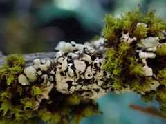 Menegazzia