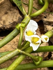 Sagittaria montevidensis