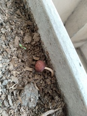 Fungi