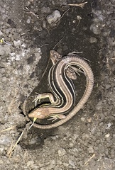 Cnemidophorus lemniscatus