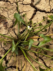 Sagittaria montevidensis