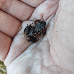 Adenomera hylaedactyla