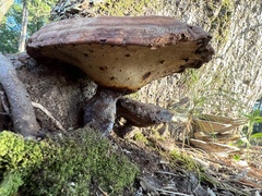 Ganoderma zonatum