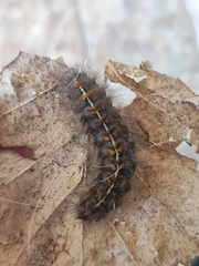 Paracles fusca