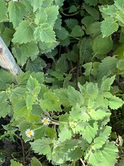 Perityle microglossa