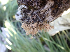 Sphaerophorus tuckermanii