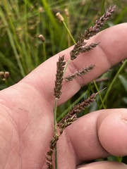 Coleataenia rigidula