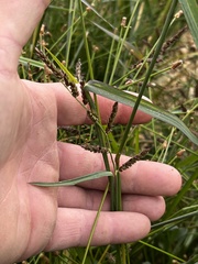 Coleataenia rigidula