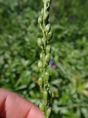 Triglochin maritima