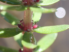 Hippuris tetraphylla
