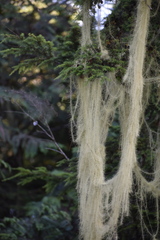 Usnea longissima