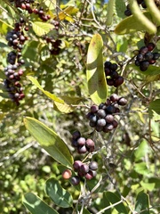 Smilax laurifolia