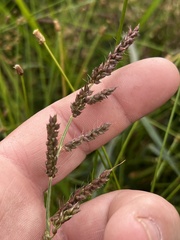 Coleataenia rigidula