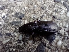 Mecodema sculpturatum