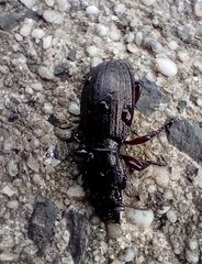 Mecodema sculpturatum