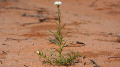 Polycalymma stuartii