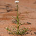 Poached Egg Daisy - Photo (c) Ellura Sanctuary, some rights reserved (CC BY-NC), uploaded by Ellura Sanctuary