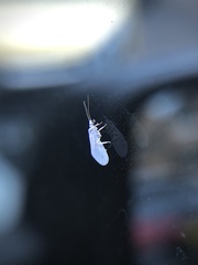 Coniopterygidae