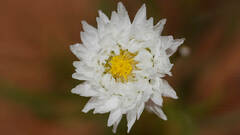 Polycalymma stuartii