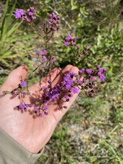 Carphephorus odoratissimus