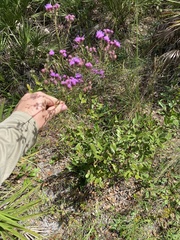 Carphephorus odoratissimus