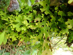 Lobariaceae