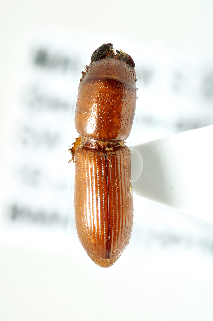 Chironinae
