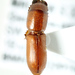 Chironinae - Photo (c) Natural History Museum:  Coleoptera Section, algunos derechos reservados (CC BY)