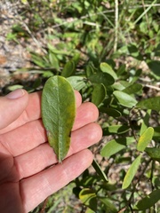 Carphephorus odoratissimus