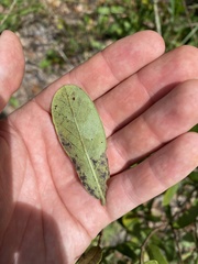 Carphephorus odoratissimus