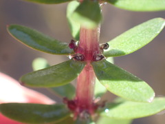Hippuris tetraphylla