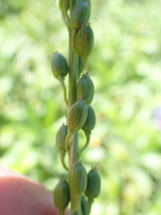 Triglochin maritima