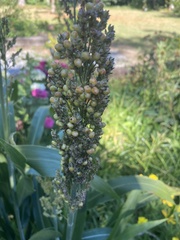 Sorghum