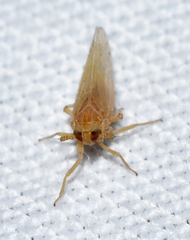 Delphacidae