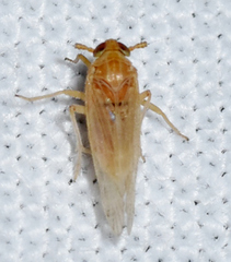 Delphacidae