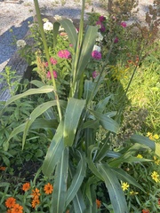 Sorghum