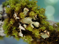 Menegazzia