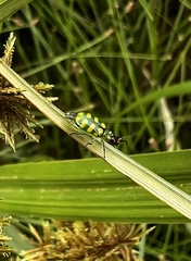 Diabrotica balteata