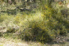 Acacia brownii
