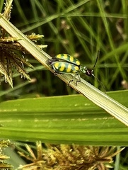 Diabrotica balteata