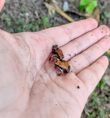 Physalaemus albonotatus