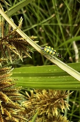 Diabrotica balteata
