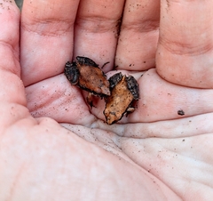 Physalaemus albonotatus